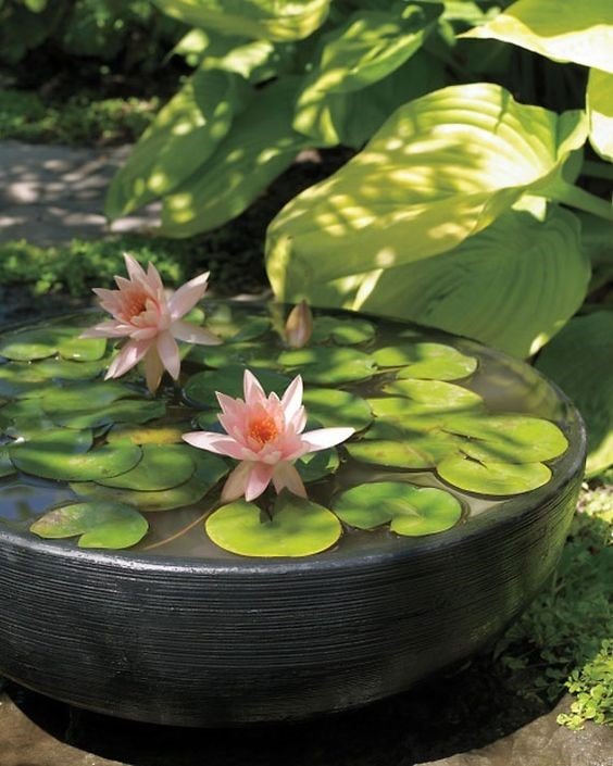 Water lily: Tips to grow and care