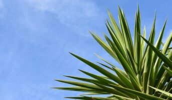 Yucca: Know how to grow and care