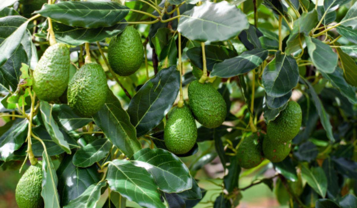 Avocado Tree How to Grow and Maintain, Uses