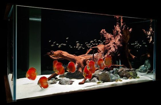 How to Make Aquarium Decor That is Fish-friendly
