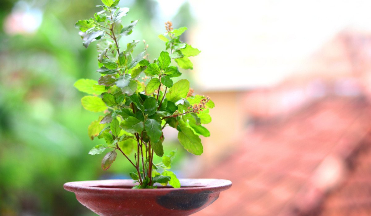 lucky plants for home according to vastu shastra