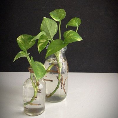 lucky plants for home according to vastu shastra