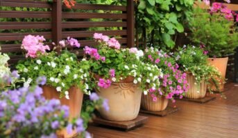 Outdoor Plants For Home To Reconnect With Nature