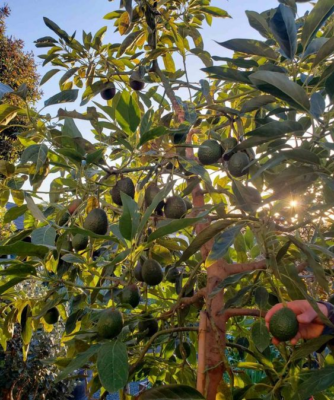 Avocado tree: Facts, types, growth, maintenance and uses