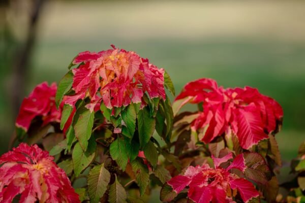 Amaranthus Tricolor
