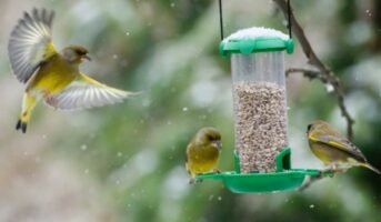 Bird Feeder Hanging Ideas for Your Garden
