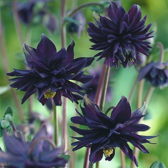 Beautiful black flowers to grow at home