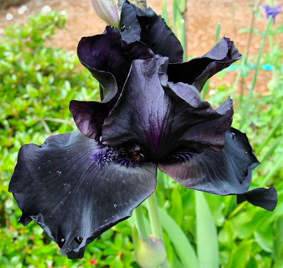 10 Best Selling Black Flowers for 2023 - The Jerusalem Post