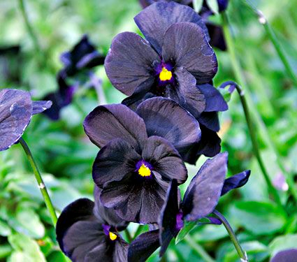 Beautiful black flowers to grow at home