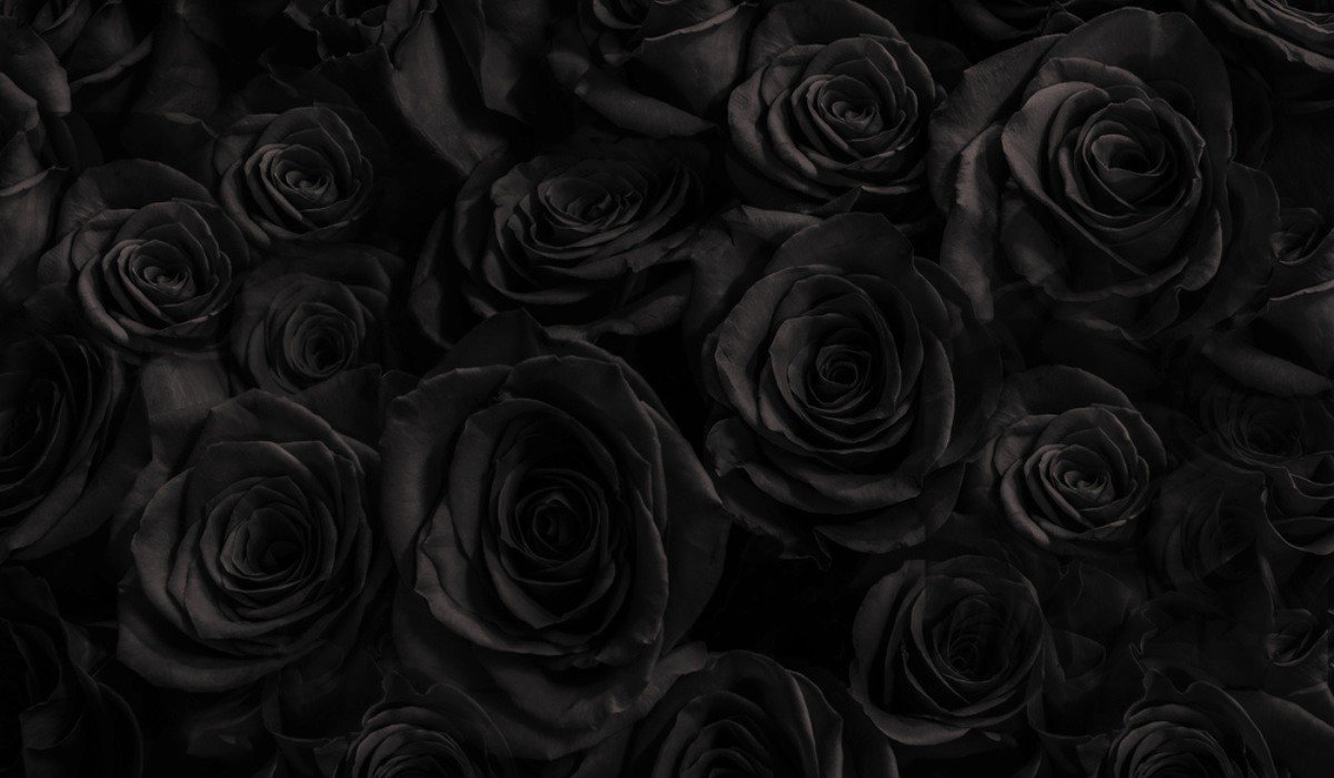 List of black flowers that you can add to your garden