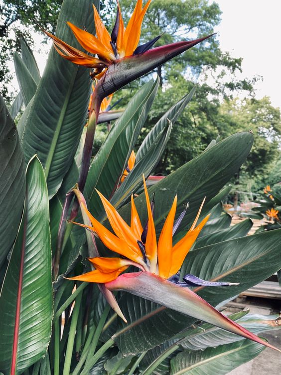Bird Of Paradise Know Tips To Grow And Care Bird Of Paradise Know Tips To Grow And Care 02