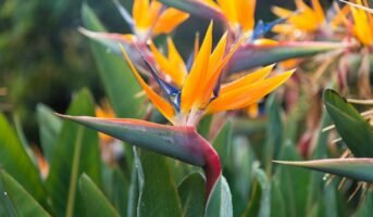 Bird of paradise: Know tips to grow and care