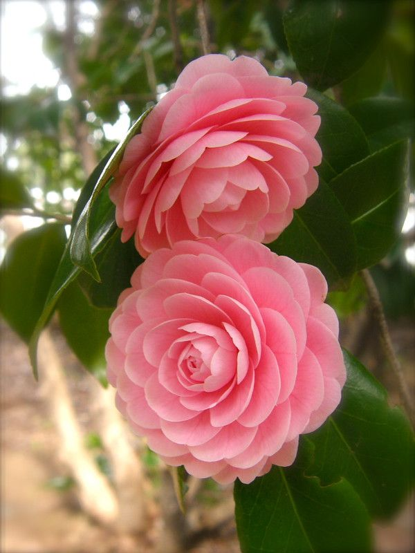Image of Camellia flower