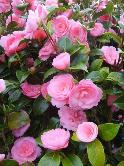 Camellia flower: Facts, growth, care, and uses