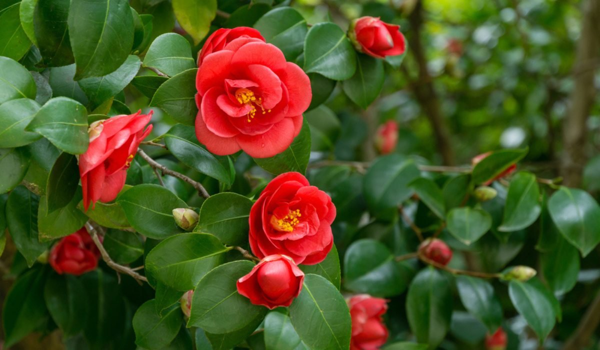 camellia flower: facts, growth, care, and uses