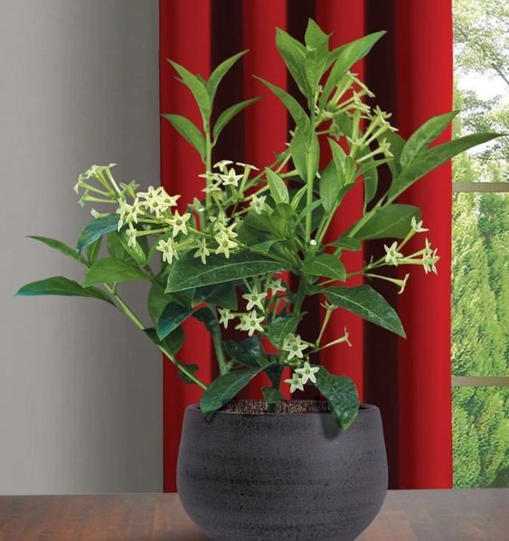 Cestrum Nocturnum: How to grow and care for night blooming jasmine?