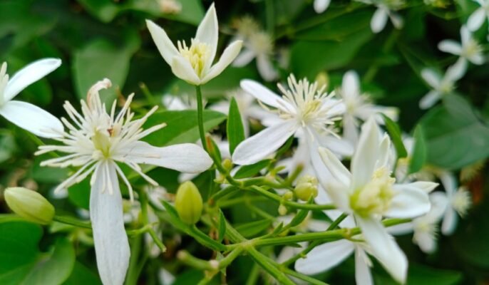 Cestrum Nocturnum: How to grow and care for night blooming jasmine?
