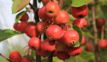 Crabapple plant: Facts, growth, care and uses