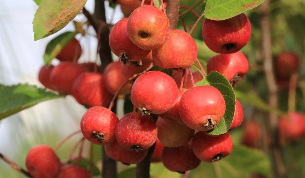 Crabapple Plant Facts Growth Care And Uses