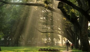 Cubbon Park Timing: Everything You Need to Know