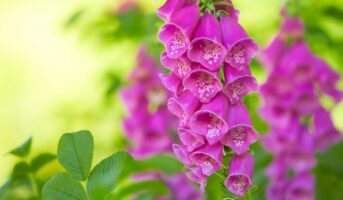 Foxglove: How to grow and care for Digitalis Purpurea?