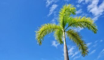 Foxtail Palm: Facts, Growth, And Maintenance Tips