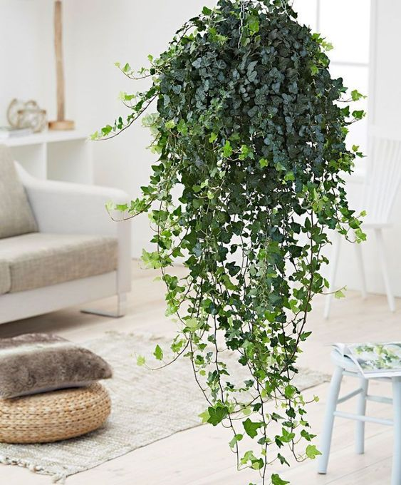 Best hanging plants for home