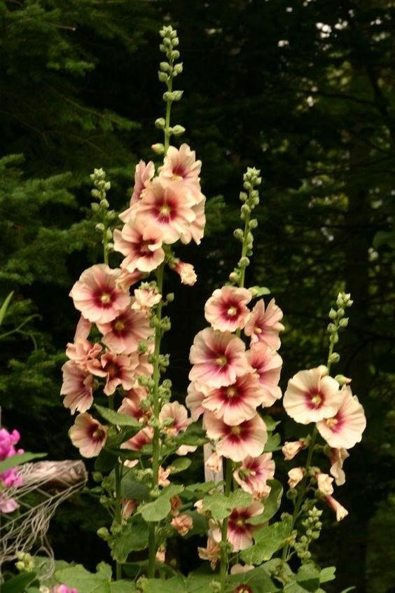 Hollyhock: Tips to grow and care