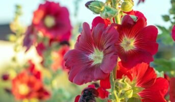 Hollyhock: Tips to grow and care