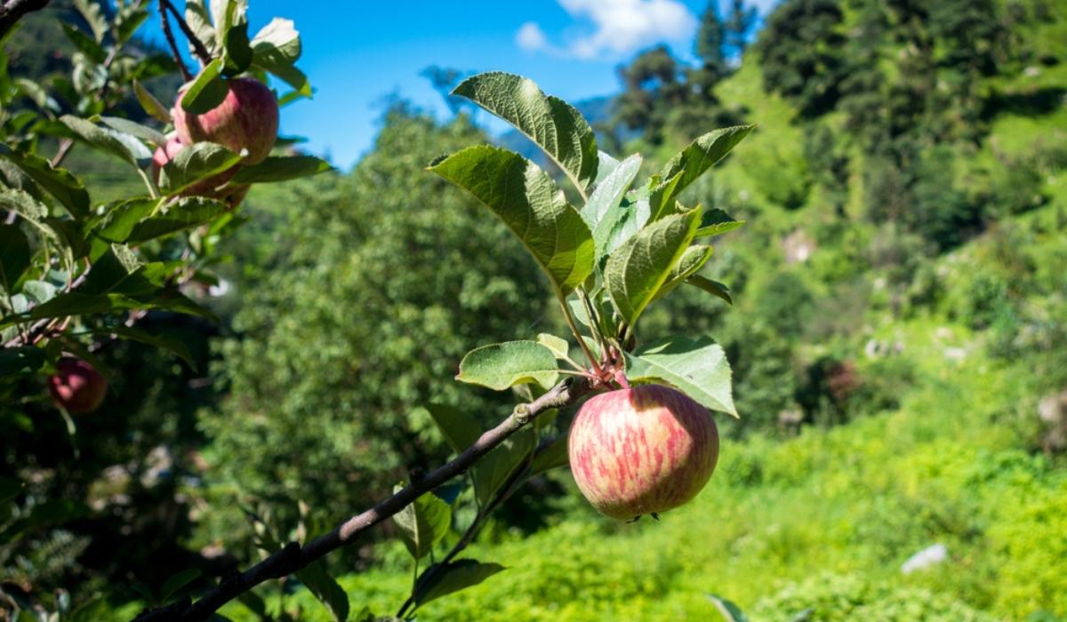 Apple tree Growing and maintenance tips