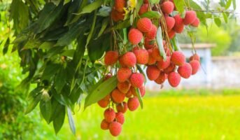Litchi Tree: Facts, Growth, Maintenance And Uses