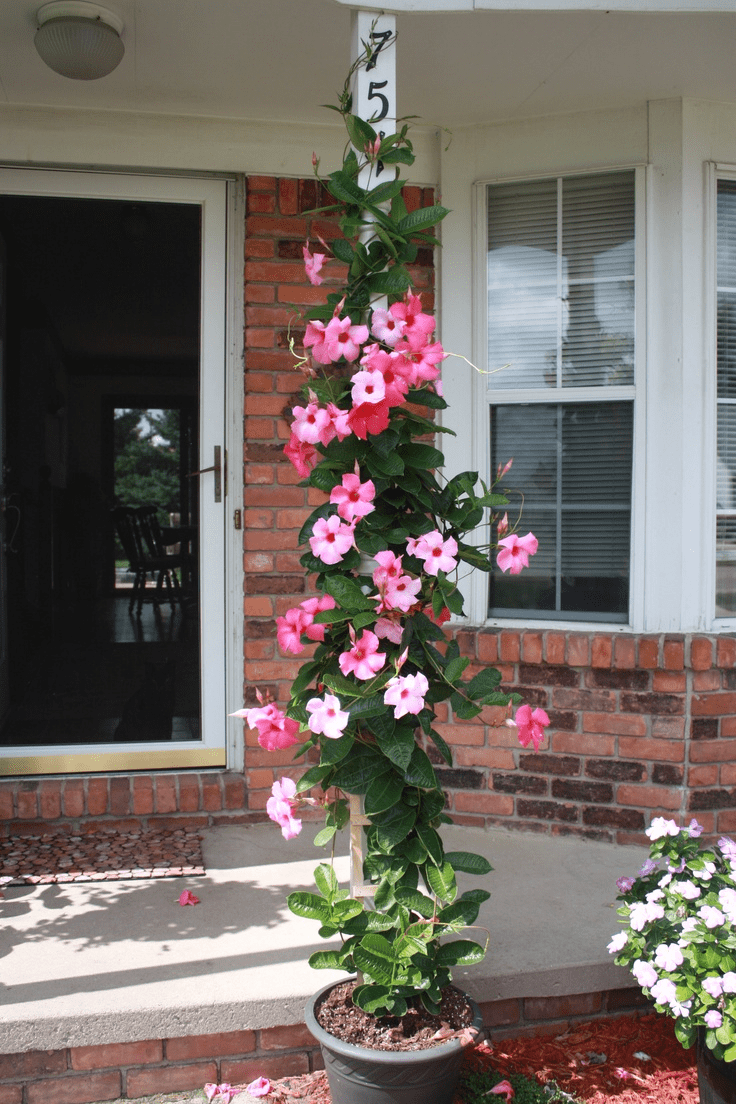 Mandevilla or Rocktrumpet plant Facts, how to grow and care tips