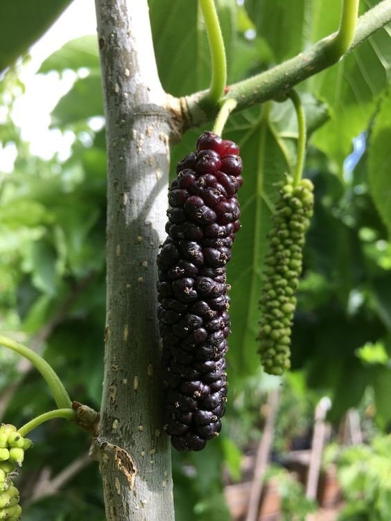 Mulberry Tree: Benefits, How to Grow and Maintain