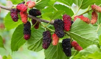 Mulberry Tree: Benefits, How to Grow and Maintain