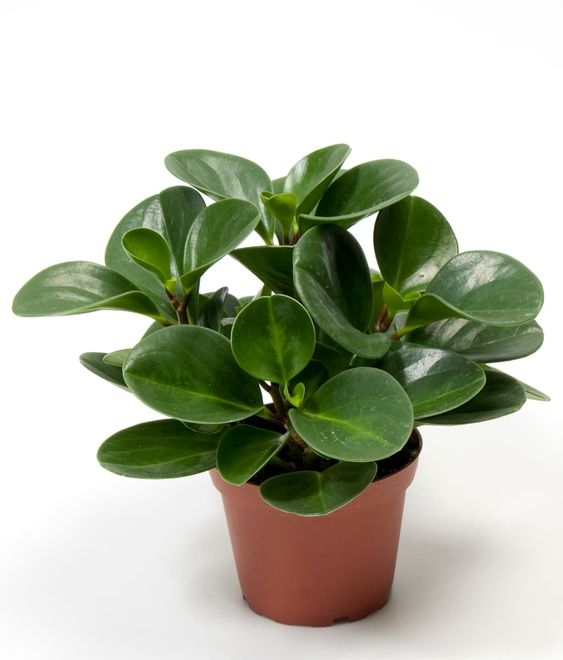 Peperomia: Facts, growth, maintenance, and uses of baby rubber plant 