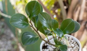 Peperomia: Facts, growth, maintenance, and uses of baby rubber plant