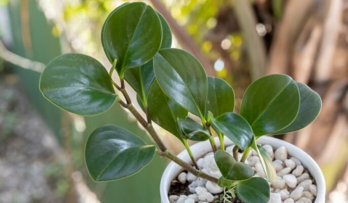 Peperomia: Facts, growth, maintenance, and uses of baby rubber plant