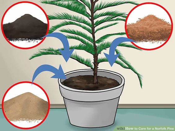 Pinewood: How to grow and care for it?