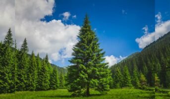 Pinewood: Facts, How to Grow, Care, And Benefits