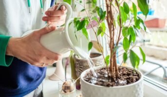 Are you watering your plants correctly?