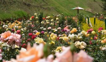 Rose Garden Ooty: Fact guide