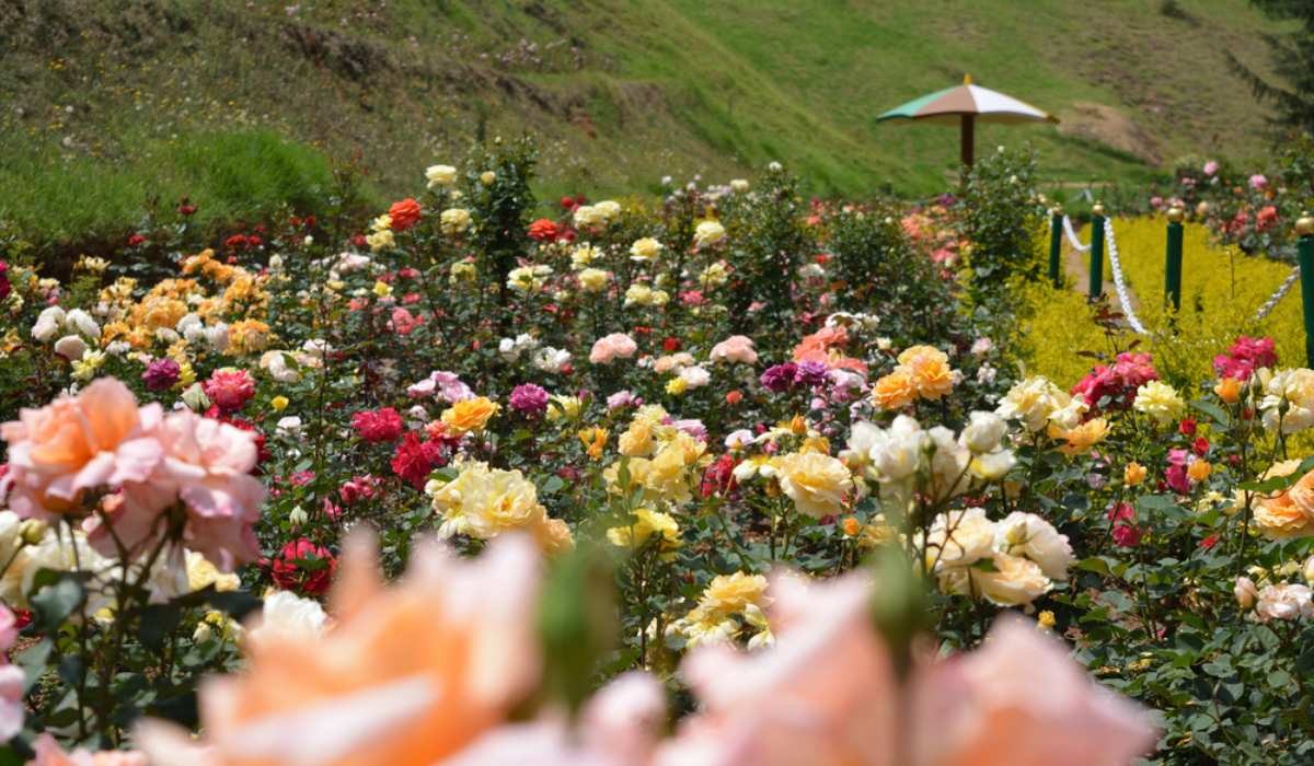 Rose Garden Ooty Key attractions, timing, entry fee