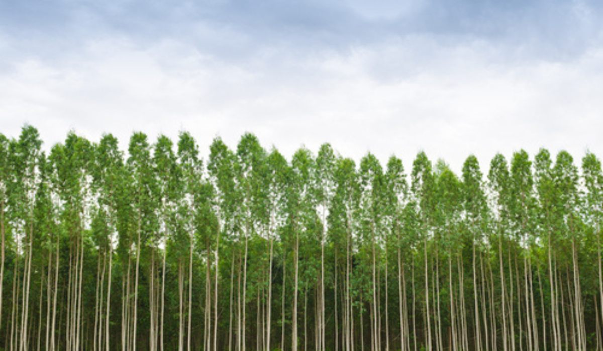 Eucalyptus tree Growth and maintenance