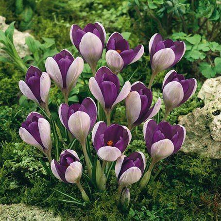 Top 10 flori minunate de primăvară pe care le poți planta
