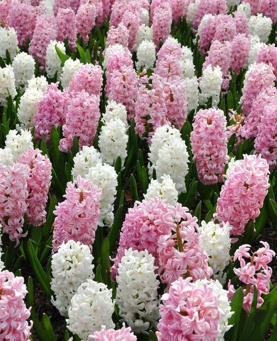 Top 10 flori minunate de primăvară pe care le poți planta