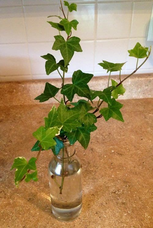 Water plants: Tips to grow and care