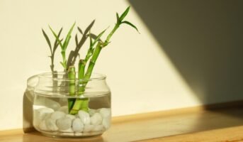 Water plants: Tips to grow and care