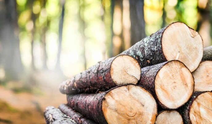 What is timber wood and which are the best types?