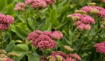 Sedum: Facts, Uses and Growing and Care Tips