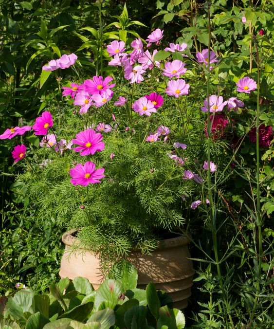 Best plants to grow in your garden during summers